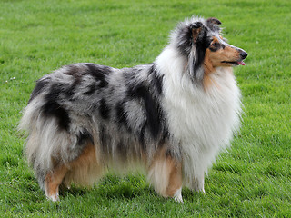 Image showing Collie Rough Blue-merle dog