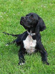 Image showing Pointer puppy
