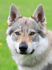 Image showing Portrait of Czechoslovakian Wolfdog