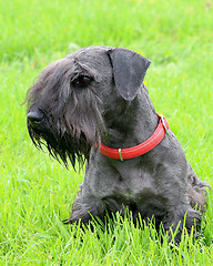 Image showing Czech Terrier on the green grass