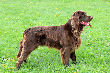 Image showing Portrait of German Short-haried Pointing Dog