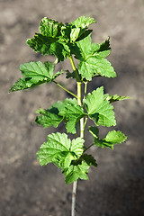 Image showing branches of a bush