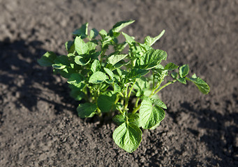 Image showing young potato plant