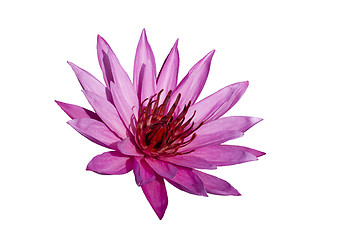 Image showing Pink Lotus on White Background.