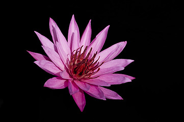 Image showing Pink Lotus on Black Background.