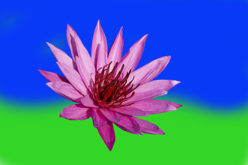 Image showing Pink Lotus on Blue-Green Background.