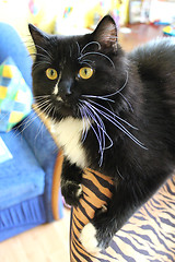 Image showing Black cat on a chair in children's room