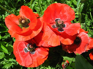 Image showing beautiful flower of red poppy