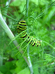 Image showing Caterpillar of the butterfly machaon on the fennel