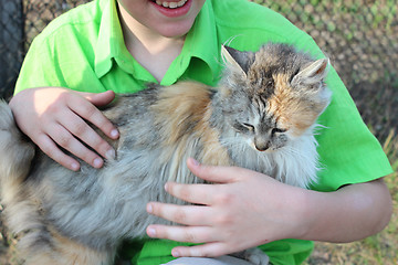 Image showing different colors cat on children's hand