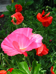 Image showing beautiful flower of red poppy