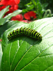 Image showing Caterpillar of the butterfly machaon on green leaf