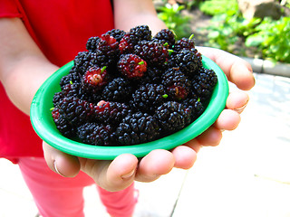 Image showing ripe dark berries of a mulberry on plate