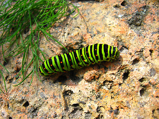 Image showing Caterpillar of the butterfly machaon on the stone