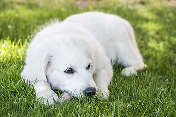 Image showing Lying young Golden Retriever