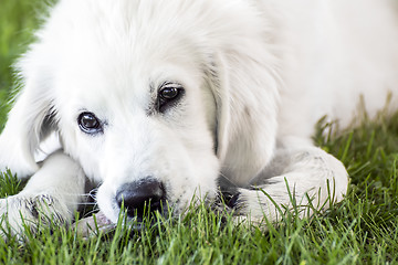 Image showing Closeup young Golden Retriever