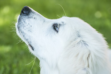 Image showing Head of Golden Retriever