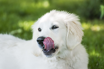 Image showing Golden Retriever in meadow