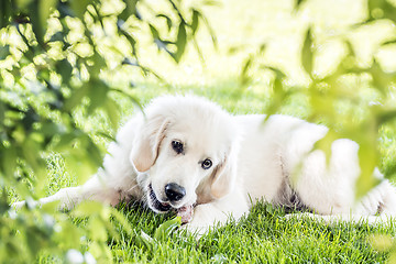 Image showing Golden Retriever in garden