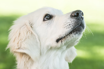 Image showing Portrait Golden Retriever