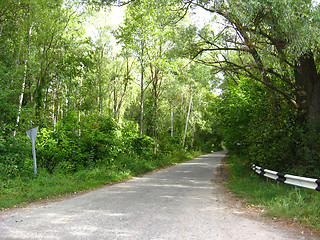 Image showing asphalted road in the forest