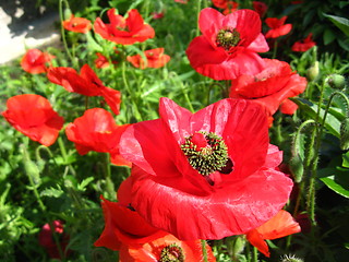 Image showing beautiful flower of red poppy