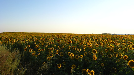 Image showing Field with sunflowers