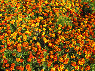 Image showing beautiful flower of tagetes
