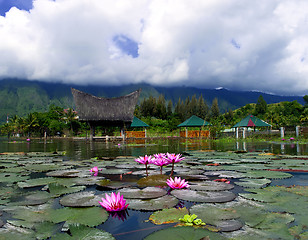 Image showing Lotuses and Mountain.