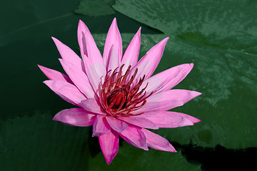 Image showing Pink Lotus with a little honey bee.