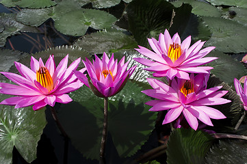 Image showing Pink Lotuses.