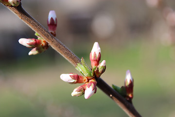 Image showing unopened buds of Prunus tomentosa's flowers