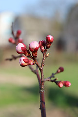 Image showing swelling buds of flowers apricots