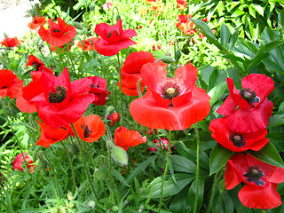 Image showing beautiful flower of red poppy