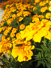 Image showing beautiful flower of tagetes