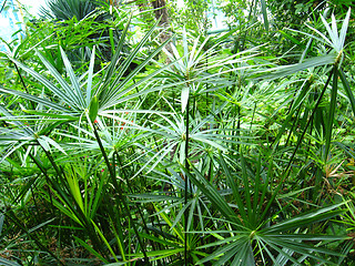 Image showing Tropical landscape with tropical jungle