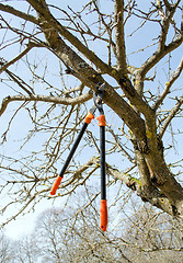 Image showing tree cut orange two handle clippers spring garden 