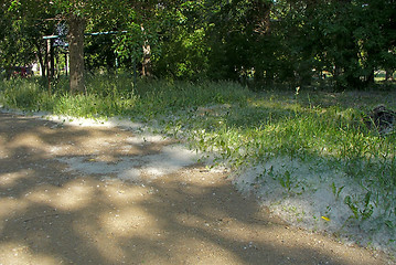 Image showing Poplar fluff.