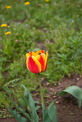 Image showing The Tulip and the fly.