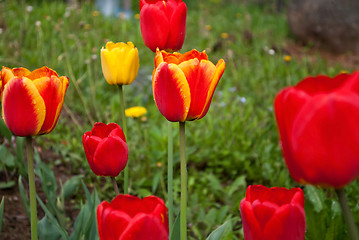 Image showing Tulips.