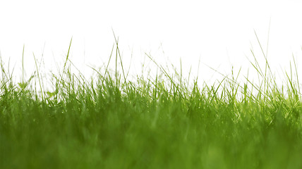 Image showing grass isolated