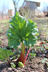 Image showing Young sprout of a rhubard in the spring
