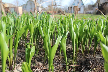 Image showing green sprouts lilies of the valley in spring