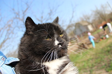 Image showing black cat with white tie