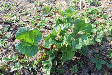 Image showing Young sprout of a rhubard in the spring