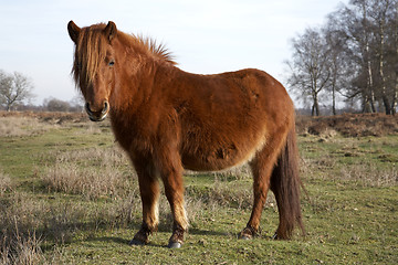 Image showing new forest pony