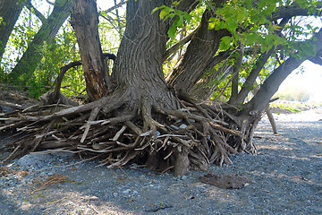 Image showing The roods of a tree.