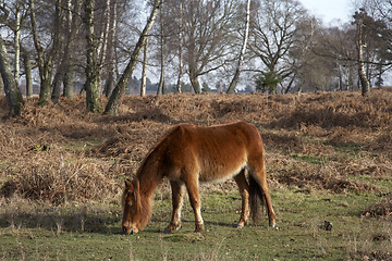 Image showing new forest pony