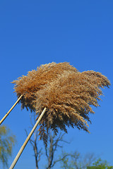 Image showing Fluffy golden reed.