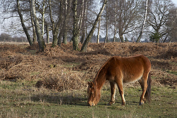 Image showing new forest pony